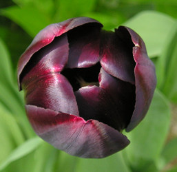 Tulip - Queen of the Night - May 2004
