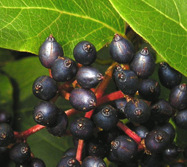 Viburnum tinus 'Gwenllian' - berries - November 2004