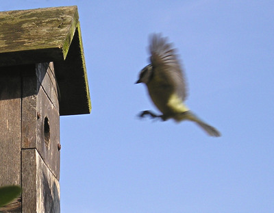 Blue tit in flight approaching nest box: image 1