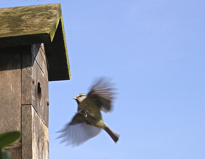 Blue tit in flight approaching nest box: image 2
