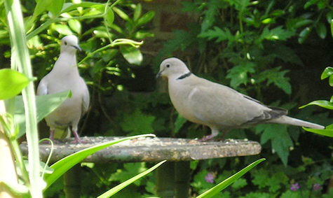 Collared doves in the garden, June 2004