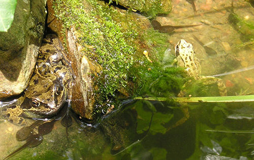 Frogs in the pond, June 2004.