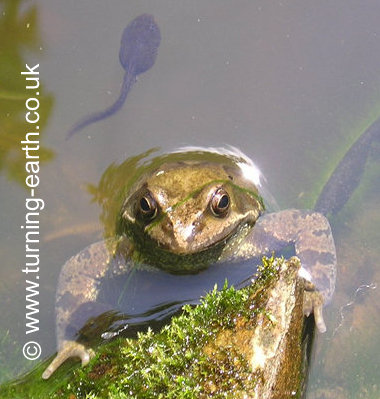 [http://www.turning-earth.co.uk/photos/images/wildlife/frog_pond_face-1_380.jpg]