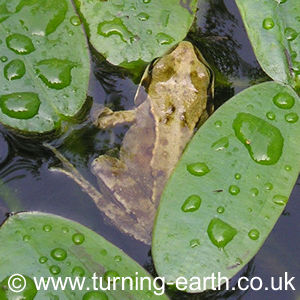 One of the smaller frogs, from the 2003 spawn, in the pond, spring 2004