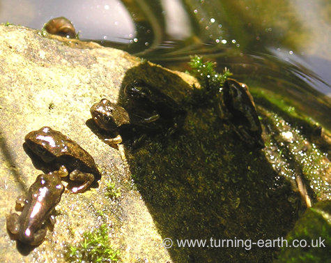 Froglets emerging from the pond, June 2004