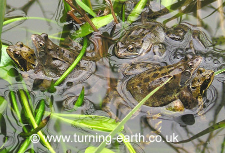 Mating pairs and a lone frog /1