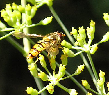 Hoverfly on fennel, 14 August 2004