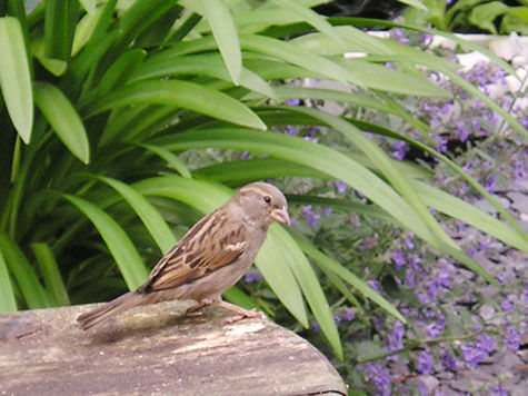 Sparrow, in the garden, June 2004