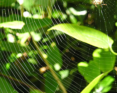 Spider's web on garden plants, 1 September 2004