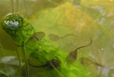 Tadpoles feeding on algae and pond plants, spring 2004
